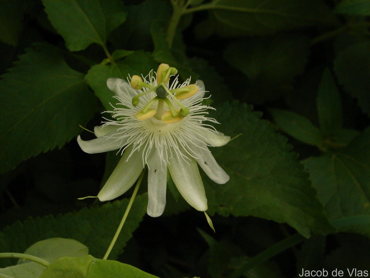 Passiflora subpeltata Ortega